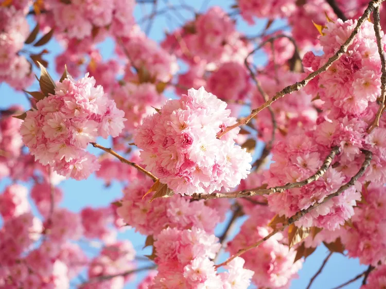 quand planter un cerisier du japon comment ou engrais soin culture soleil