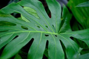 quand tailler une Monstera Deliciosa