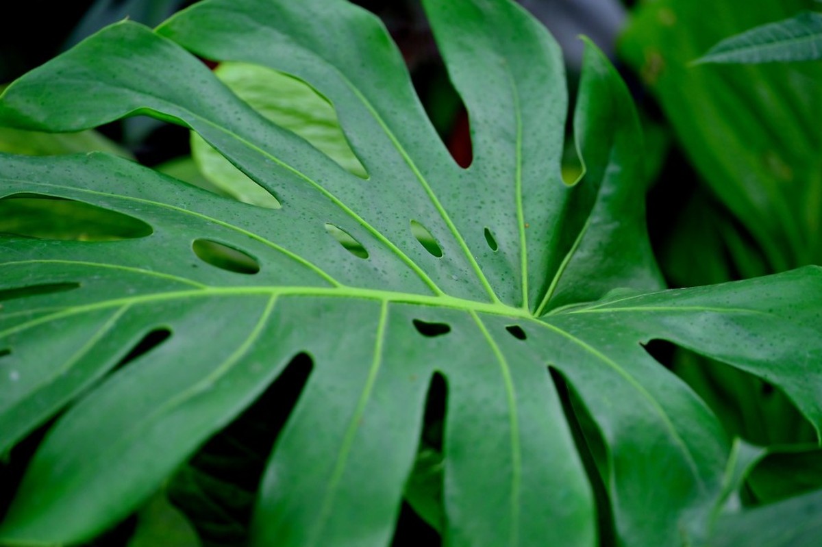 quand tailler une Monstera Deliciosa