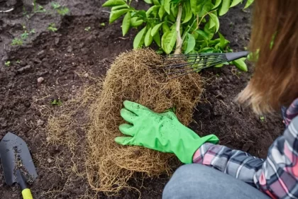 quand transplanter un arbre fruitier creuser nouveau trou large rassembler racines garder motte