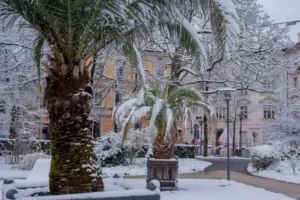 que mettre au pied d'un palmier arbre mature tolérance froid exemplaire moins douze degrés celsius