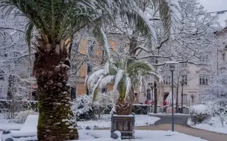 que mettre au pied d'un palmier arbre mature tolérance froid exemplaire moins douze degrés celsius