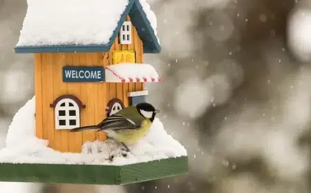 que mettre dans un nichoir à mésange