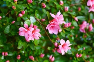 quel arbuste ne craint pas le gel azalée du japon plante persistante