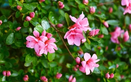quel arbuste ne craint pas le gel azalée du japon plante persistante