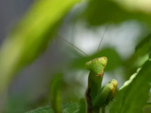 quel est cet insecte