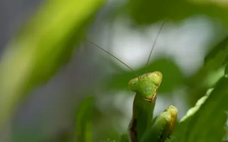 quel est cet insecte