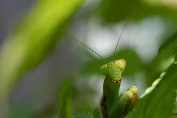 quel est cet insecte