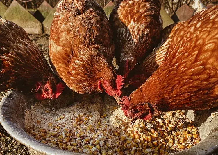quel est le meilleur aliment pour les poules pondeuses en hiver éviter carence