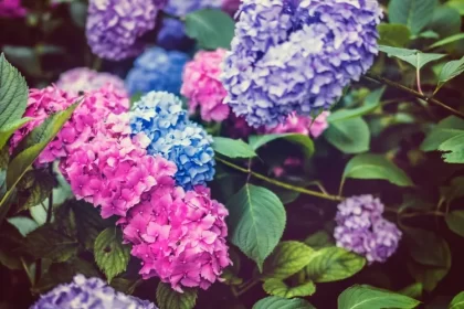 quel est le meilleur paillis pour les hortensias garder chaud humidité barrière maladies empêcher mauvaises herbes pousser