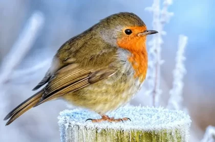 quelle est la nourriture préférée des rouges gorges hiver comment l'apprivoiser attirer jardin nichoir john napier pexels