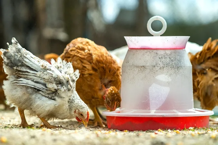 quelle nourriture pour les poules l'hiver conseils astuces recettes pâtée protéinée