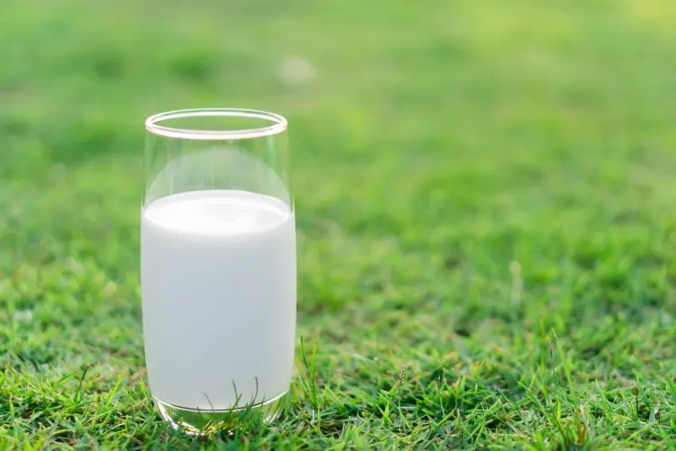 quelles plantes peut on arroser avec du lait fertilisant calcium 