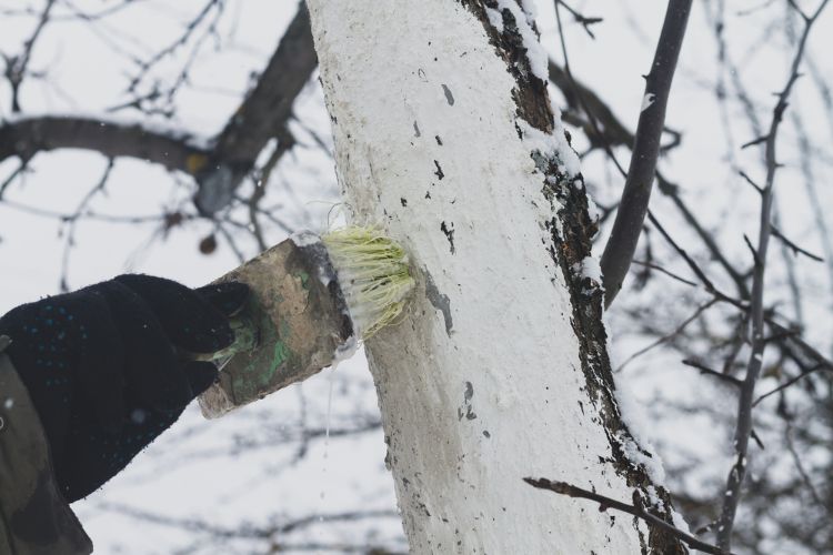 quels arbres chauler et pourquoi