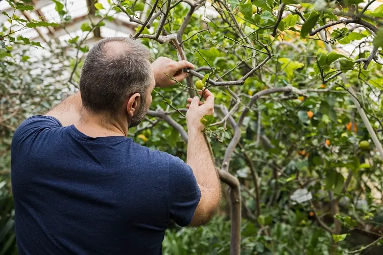 quels arbres fruitiers bouturer en novembre comment faire des bouturages hiver