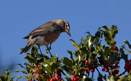 quels arbustes pour attirer les oiseaux d'hiver au jardin espèces baies