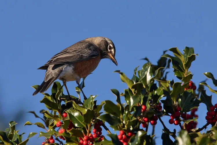 quels arbustes pour attirer les oiseaux d'hiver au jardin espèces baies
