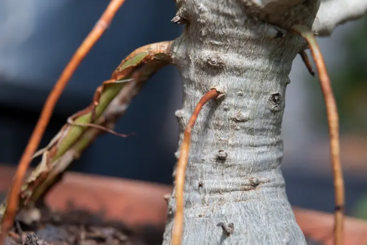 racines aériennes sur un ficus ginseng faire pousser michael de nysschen shutterstock