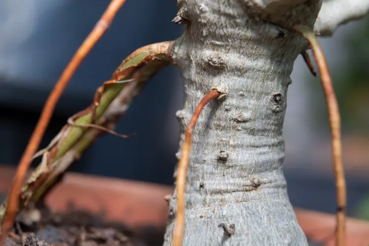 racines aériennes sur un ficus ginseng faire pousser 