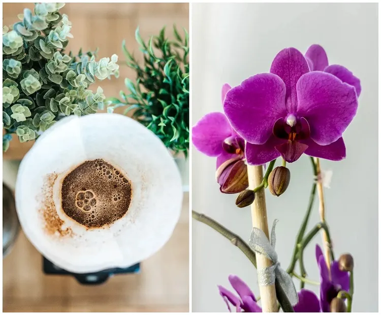 réutiliser marc de café pour orchidée nourrir stimuler floraison