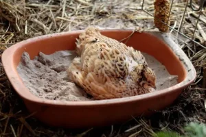 sable pour litiere poule