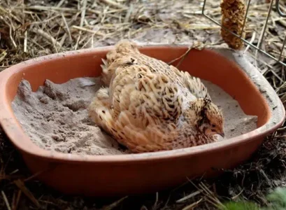 sable pour litiere poule