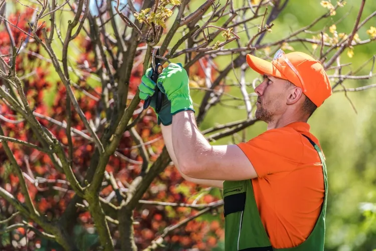 soigner une branche d'arbre cassée comment réparer arbre fruitier cassé taille régulière