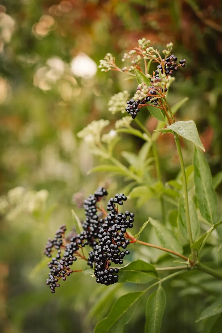 sureau noir arbuste à baies pour attirer les oiseaux mésanges rouge gorges queues au jardin en hiver nourriture