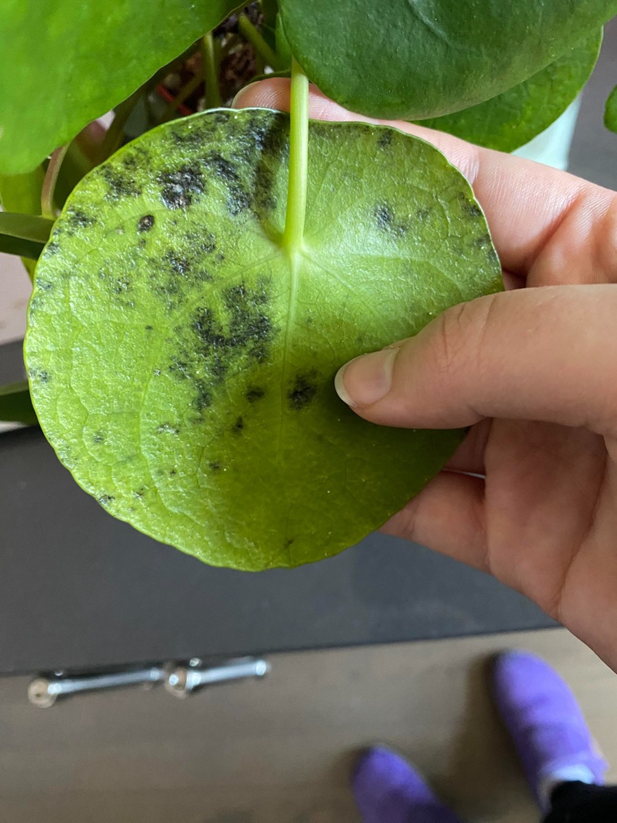 taches noires sur le Pilea