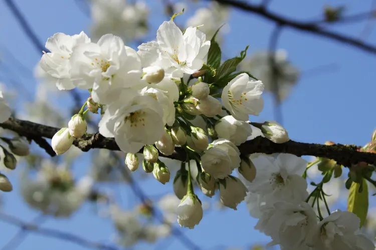 terreau quand planter un cerisier du japon comment ou engrais soin culture tailler