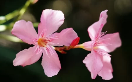 traiter le laurier rose avant l'hiverner entretien automne oleander