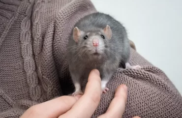apprivoiser un rat domestique rongeur compagnie friandise cage
