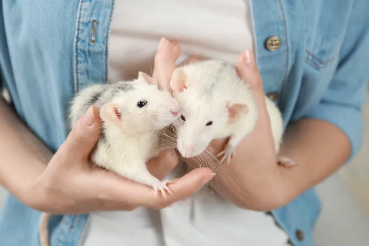 apprivoiser un rat domestique rongeur compagnie friandise cage souris éleveur maison