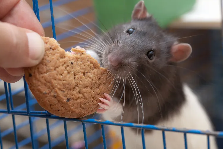 apprivoiser un rat domestique rongeur compagnie friandise cage souris friandise graines