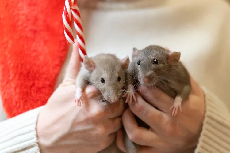 apprivoiser un rat domestique rongeur compagnie friandise cage souris occuper adopter
