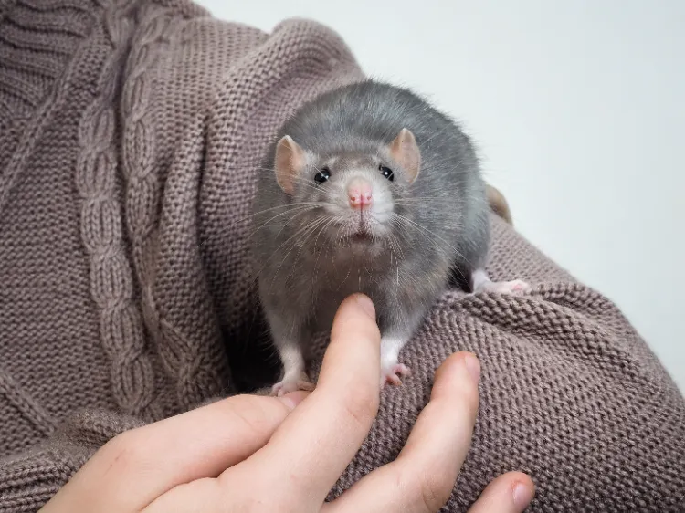 apprivoiser un rat domestique rongeur compagnie friandise cage souris