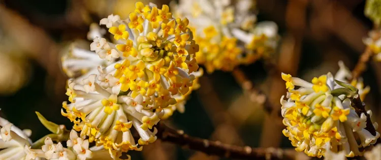 arbuste à fleurs jaunes en hiver 7 espèces qui illumineront votre jardin ou terrace