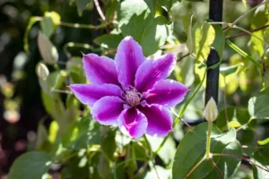 arbustes a fleurs violettes hebe bogainvillier hortensia douce amere