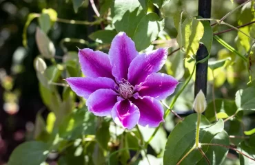 arbustes a fleurs violettes hebe bogainvillier hortensia douce amere