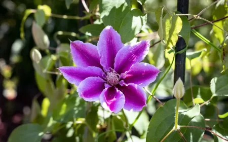 arbustes a fleurs violettes hebe bogainvillier hortensia douce amere