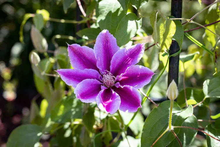 arbustes a fleurs violettes hebe bogainvillier hortensia douce amere rose