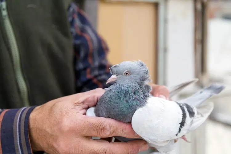 comment éloigner les pigeons