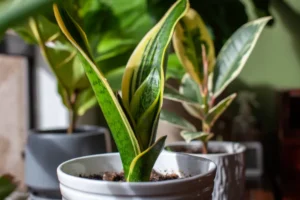 comment entretenir un sansevieria trifasciata