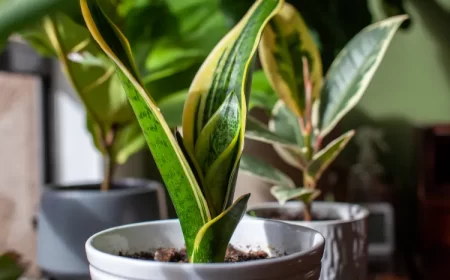 comment entretenir un sansevieria trifasciata