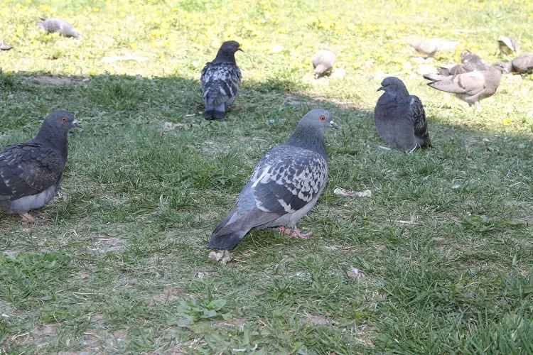 comment faire fuir les pigeons