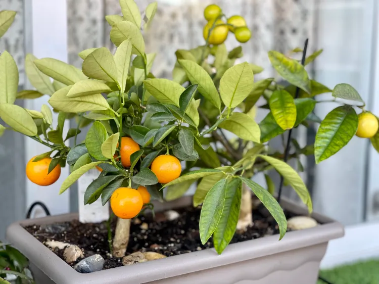 comment faire pousser un arbre a clementine hiver por terre terrasse citron