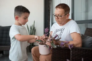 comment faire un bouturage de misère pourpre
