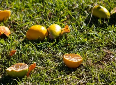 comment faire un engrais naturel à partir des peaux d'agrumes