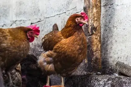 comment l'humidité du poulailler affecte t elle les oiseaux