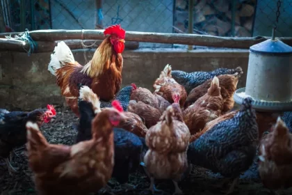 comment neutraliser la mauvaise odeur des excréments des poules